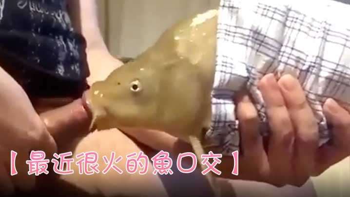 【最近很火的鱼口交】鱼都被迫下海了吗