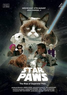 明星猫咪：明星宠物的崛起