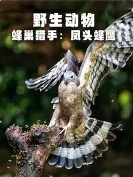 野生动物:蜂巢猎手-凤头蜂鹰